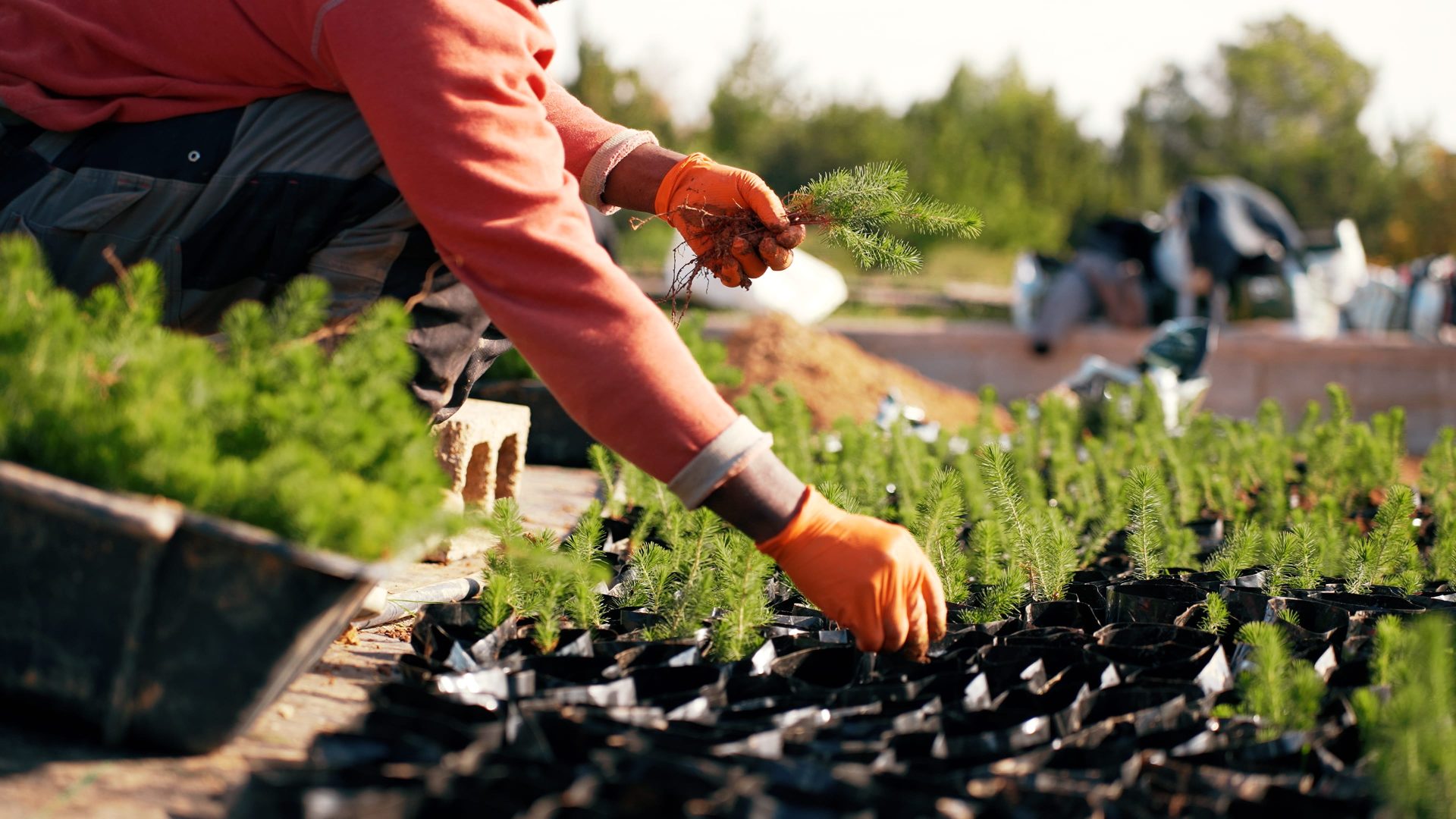 Planting the Future | A Bold Move into Plant Nursery Investments